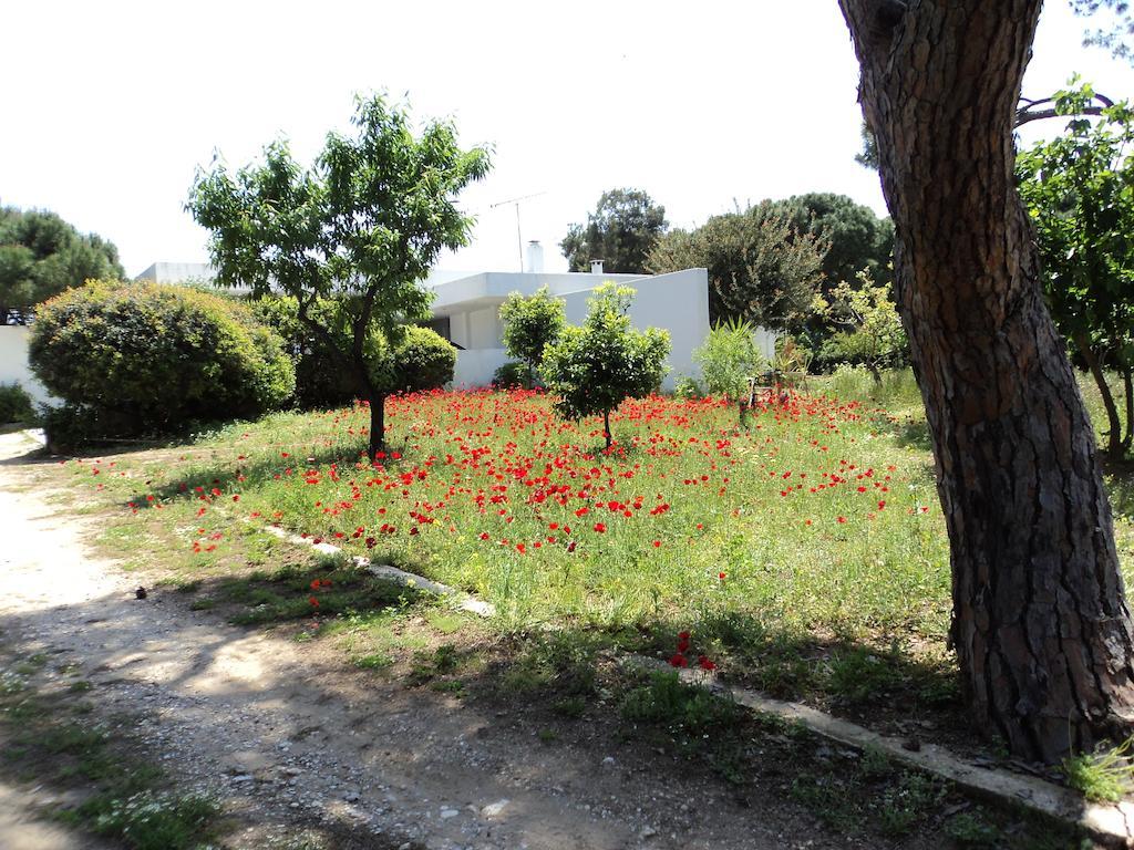 Beachfront Villa Hoopoe Schinias, Marathon Oda fotoğraf